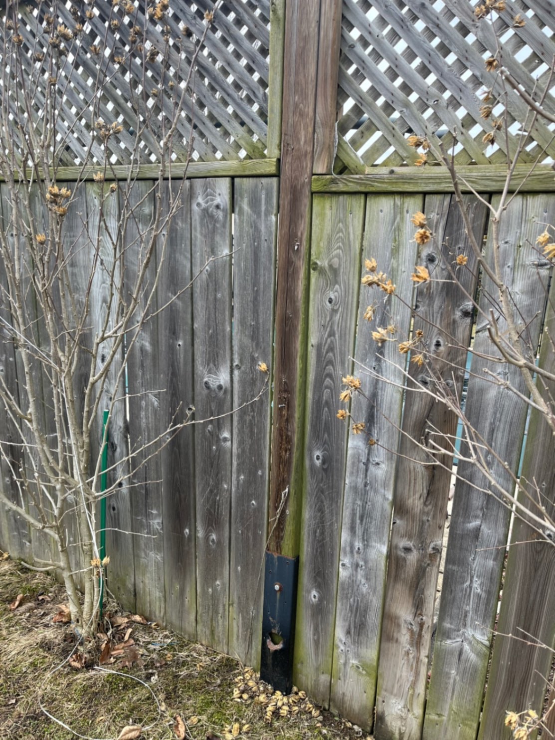 A black mender plate carriage-bolted to a fence post that kept rotting behind it — the wood is hollowing out at the exact height the plate was supposed to protect — Cambridge, Ontario, March 2026.