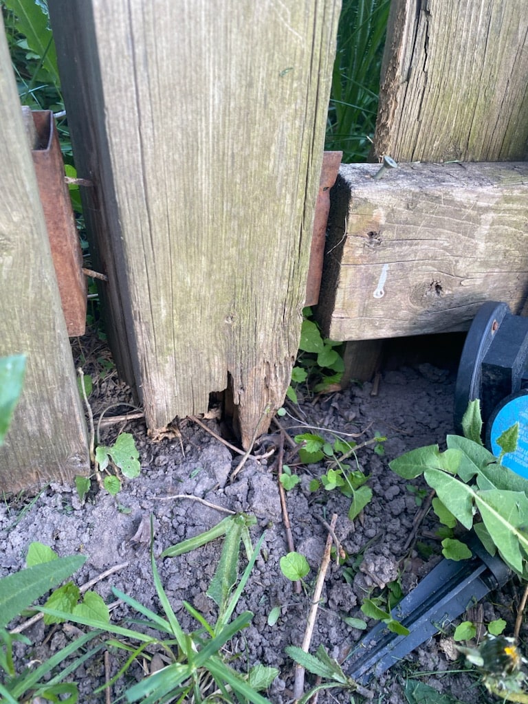 A 4x4 post crumbled to fibre at grade while sitting inside its rusted spike socket — the socket held its inches; the post failed anyway — Mississauga, Ontario, June 2025.