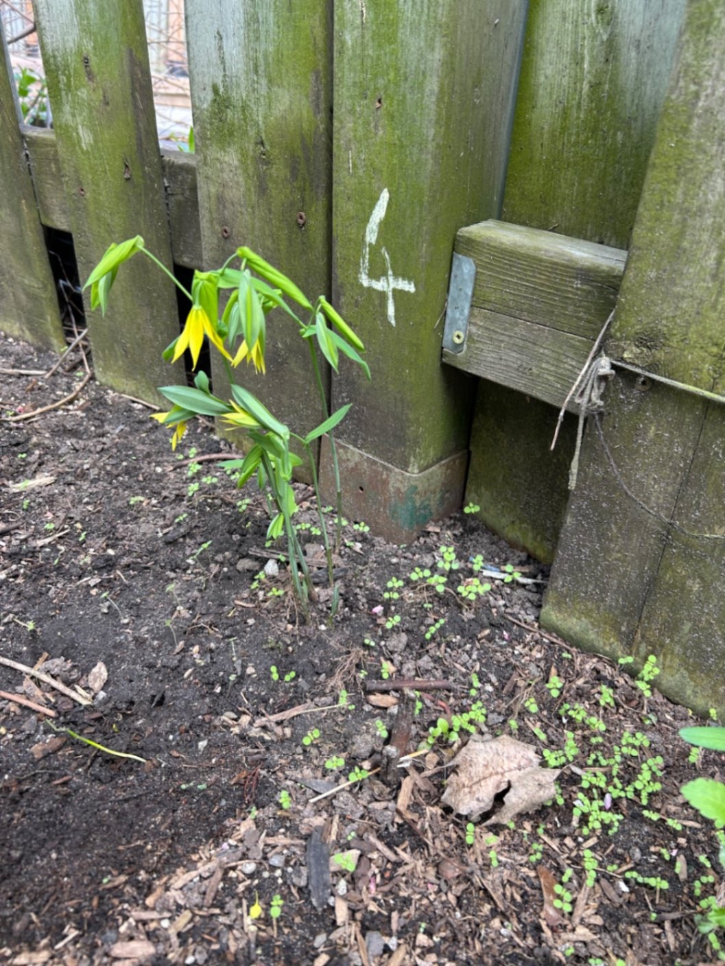 A rusted spiked-post-base collar gripping the bottom five inches of post number 4 on a repair visit — everything above the collar moves — Toronto, Ontario, May 2026.
