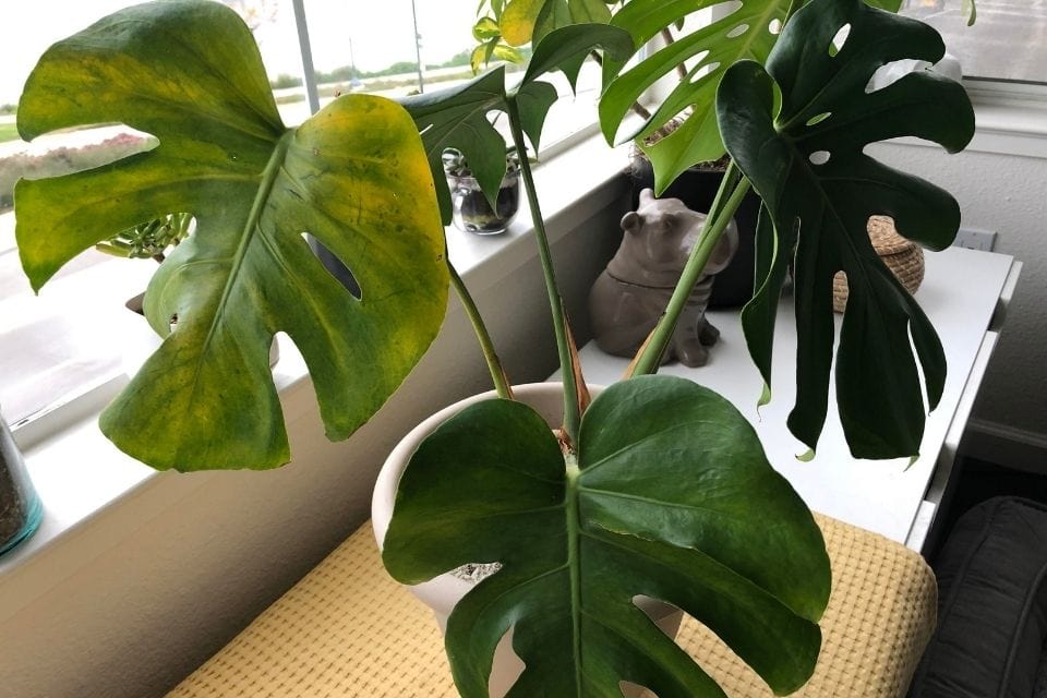 Gallery 2