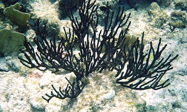 Gallery 1