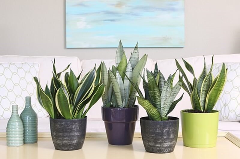 Gallery 1