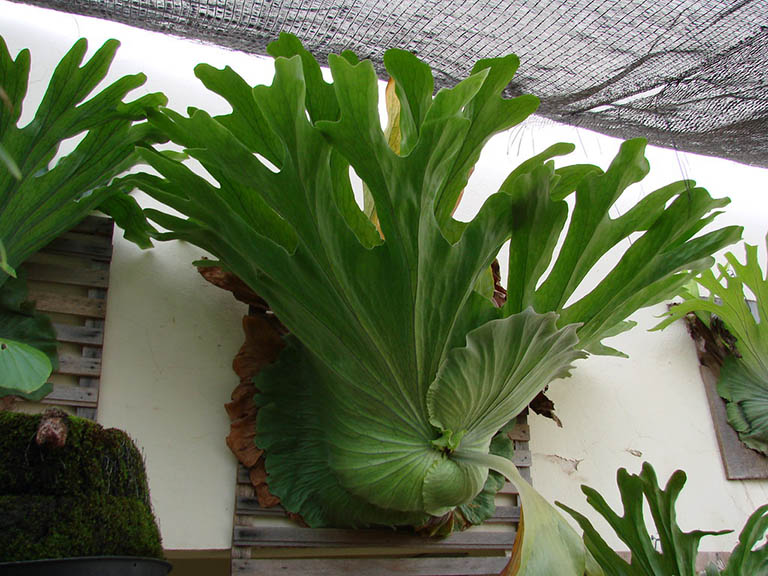 Gallery 2