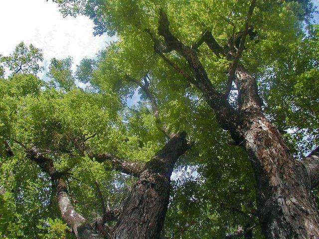 Gallery 2