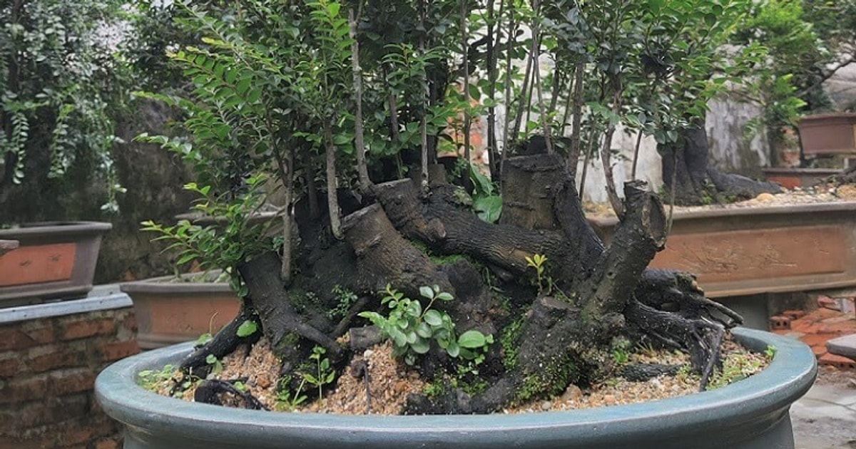 Gallery 3